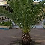 Kemp Camping&village Le Cernie Lotzorai