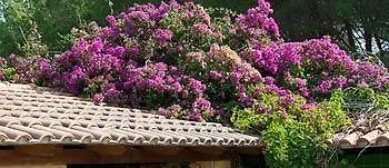 Kemp Camping&village Le Cernie Lotzorai